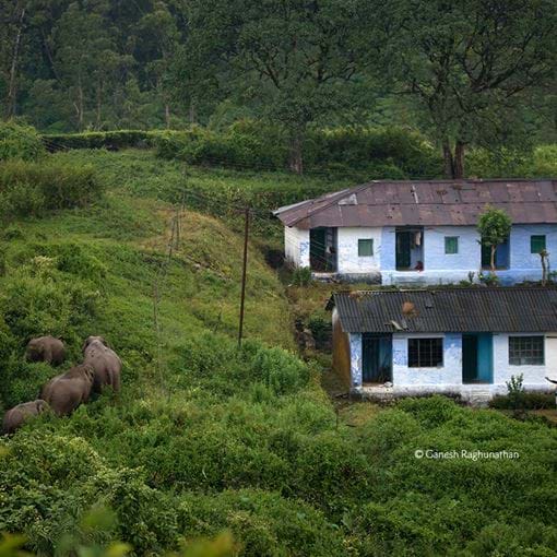 Elephants walking through fields passing house
