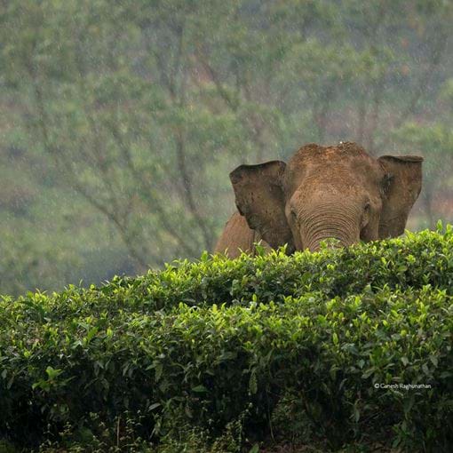 Elephant peeking from hedge