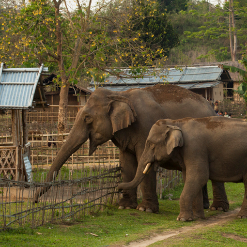 Conservation (1)