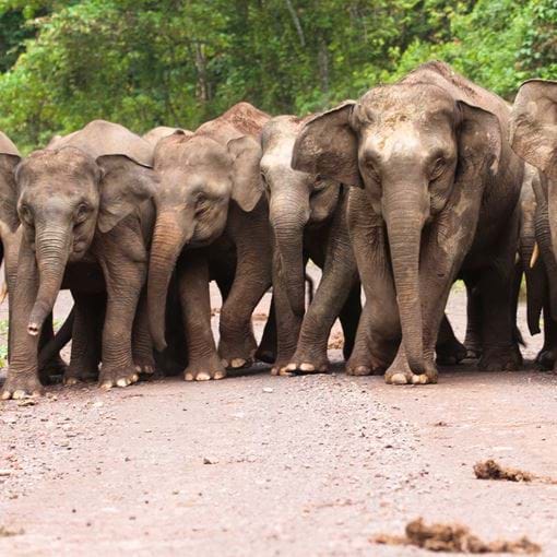 British Asian Trust Secures £500K Grant To Support Coexistence Of People And Elephants In Northeast India