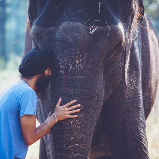 HOUSE Of WARIS Botanicals Launches UK's First Certified Elephant Friendly Black Tea With Elephant Family