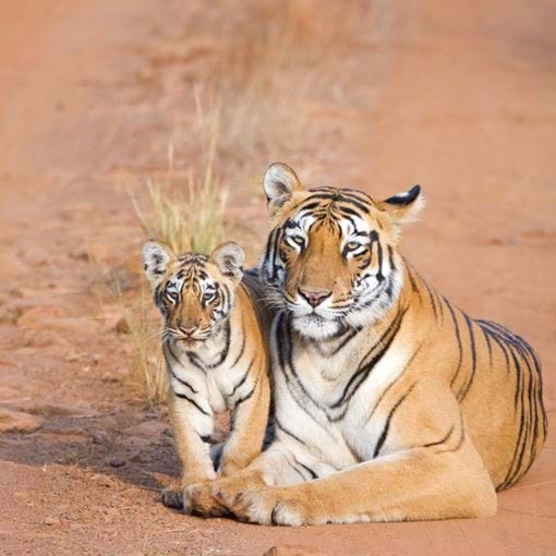 Indian Tiger