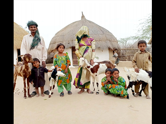 Halcrow Goats For Water