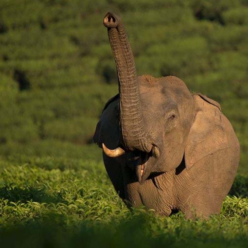 Ele World Blog Credit Ganesh Raghunathan (2)