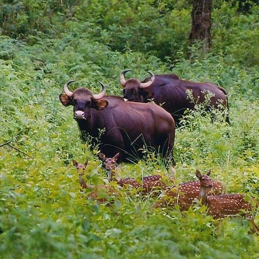 Gaur And Chital Deer Grazing Together At Biligiriranga Wildlife Sanctuary