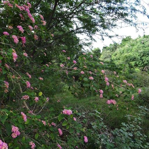 2048Px Lantana Camara At Cauvery Wildlife Sanctuary (2)