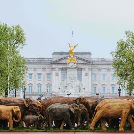 Coexistence Campaign, London 2021, The Mall Buckingham Palace Grant Walker 1