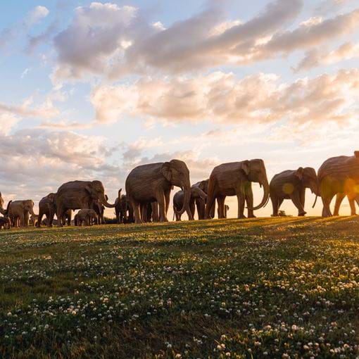 Corey Favino, Courtesy Elephant Family And Newport Restoration Foundation